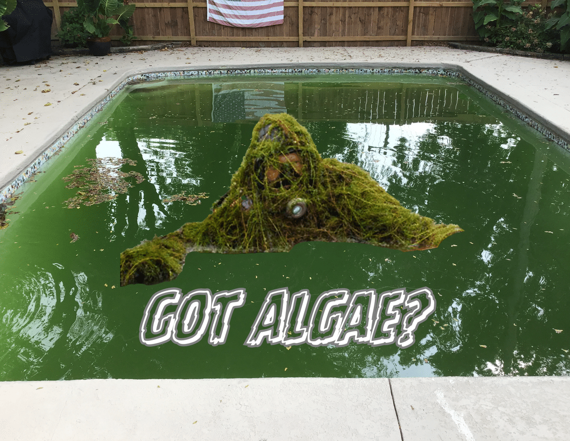 Got Pool Algae?